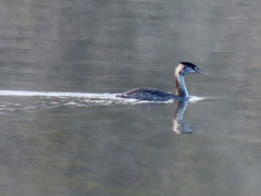 Podiceps cristatus
