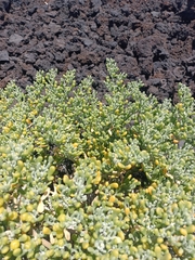 Tetraena fontanesii image