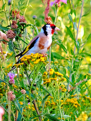 Carduelis carduelis