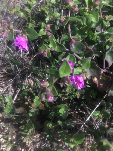 Desert wishbone-bush (Mirabilis laevis)
