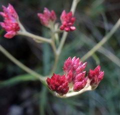 Pseudognaphalium roseum