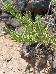Campylanthus salsoloides image