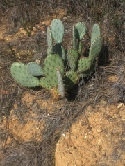 Opuntia × vaseyi