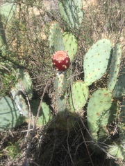Opuntia × vaseyi