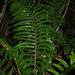 Didymochlaena punctata - Photo (c) liangfern, μερικά δικαιώματα διατηρούνται (CC BY-NC)