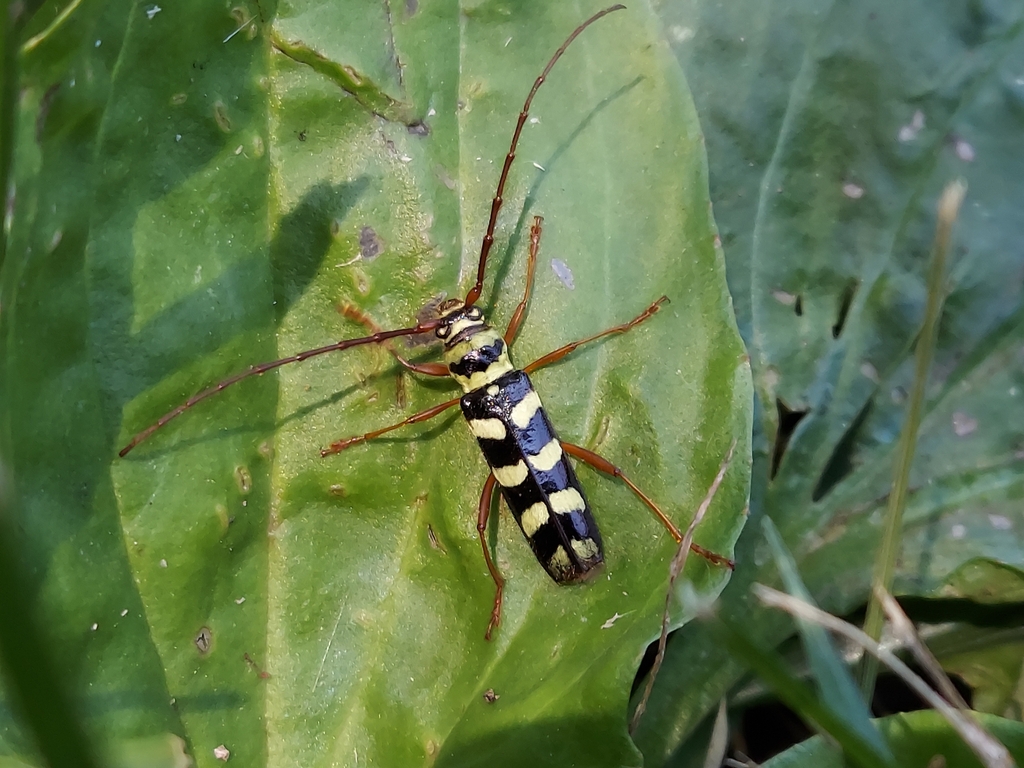 Six-banded Longhorn Beetle