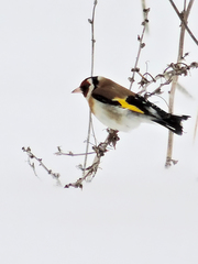 Carduelis carduelis