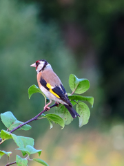 Carduelis carduelis