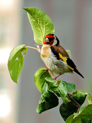 Carduelis carduelis
