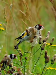 Carduelis carduelis
