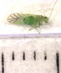 Austropsocus viridis