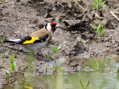 Carduelis carduelis