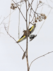 Carduelis carduelis