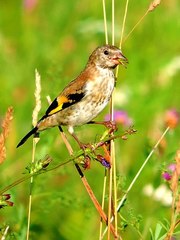 Carduelis carduelis