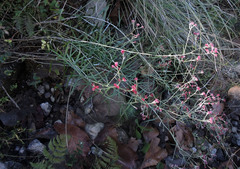 Pseudognaphalium roseum