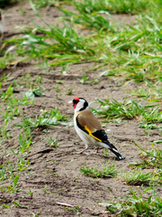 Carduelis carduelis