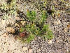 Protea subulifolia