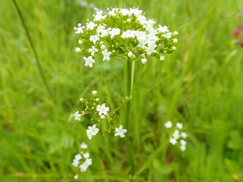Valeriana dioica var. sylvatica