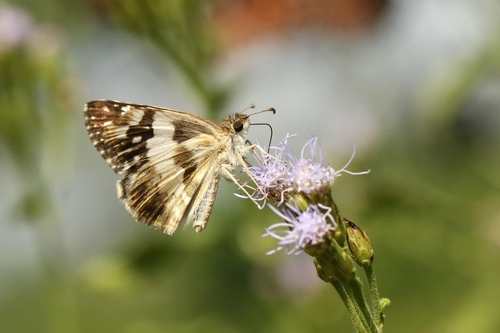 Erichson's White-Skipper