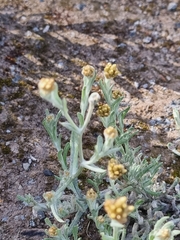 Helichrysum luteoalbum image