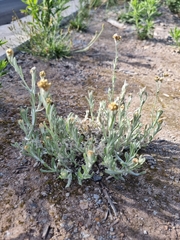 Helichrysum luteoalbum image