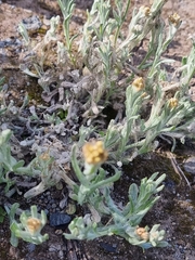 Helichrysum luteoalbum image