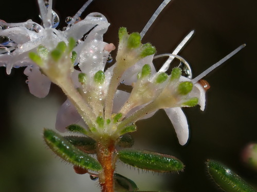 Agathosma elegans (Agathosma elegans)