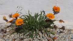 Gazania × splendens