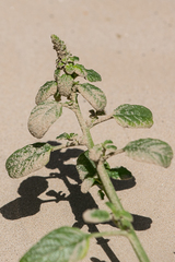 Amaranthus greggii