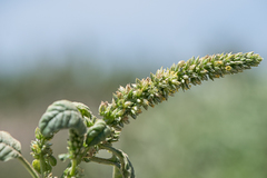 Amaranthus greggii