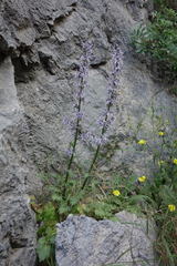 Petromarula pinnata