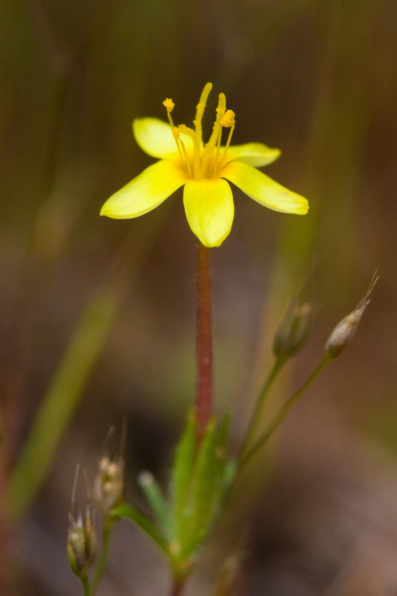 Leptosiphon acicularis