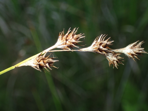 Eastern Straw Sedge (Carex straminea)