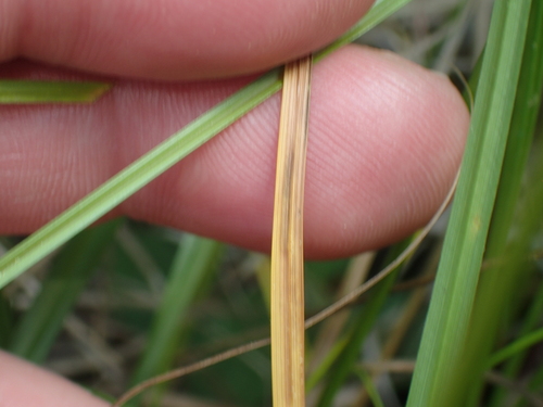 Image of Carex straminea by (c) John Baur, some rights reserved (CC BY)