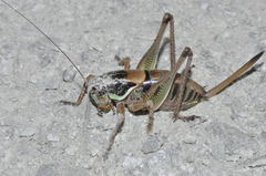 Eupholidoptera astyla