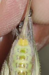 Eupholidoptera astyla