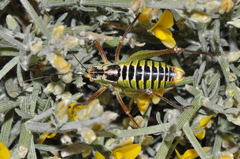 Poecilimon cretensis