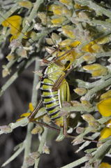 Poecilimon cretensis
