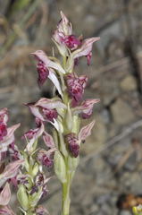 Anacamptis coriophora fragrans