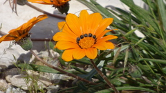 Gazania × splendens