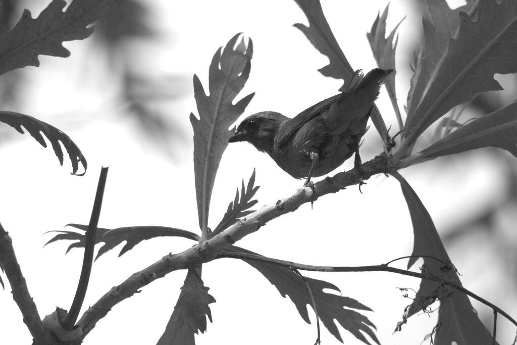 Perching Birds from 28464 La Yerbabuena, Col., México on June 24, 2023 at 0332 PM by Javier