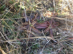 Pinguicula planifolia