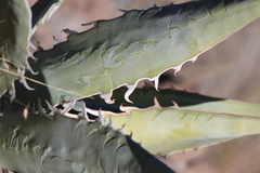 Agave xylonacantha