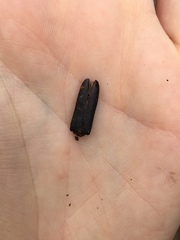 Callidiopis scutellaris