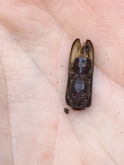 Callidiopis scutellaris