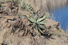 Agave xylonacantha