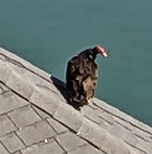 Turkey Vulture photographed in Arkansas