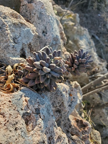 Pachyphytum compactum f. variegata