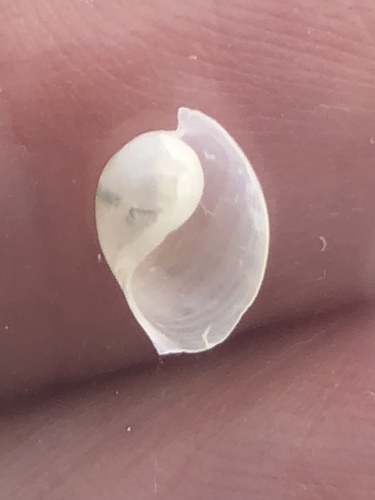 Haminoea antillarum image