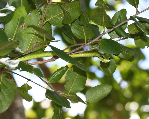 Catesby's Pointed Snake